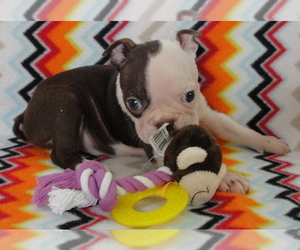 Boston Terrier Puppy for sale in BEND, OR, USA