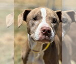 Xena - Female Pointer-Unknown Mix Dog for Adoption - Small photo