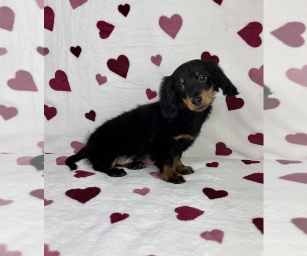 Medium Photo #3 Dachshund Puppy For Sale in GREENFIELD, IN, USA