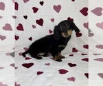 Small #2 Dachshund