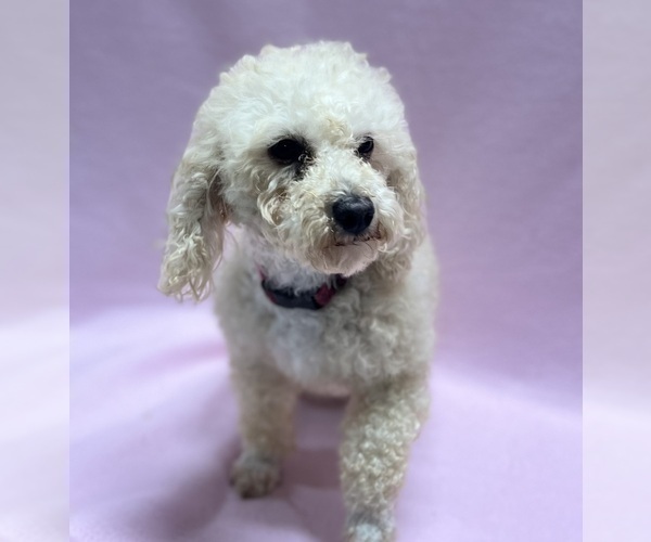 Medium Photo #1 Poodle (Miniature) Puppy For Sale in DUNDEE, OH, USA