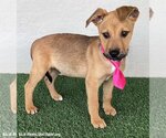 Small Photo #2 Black Mouth Cur-Unknown Mix Puppy For Sale in San Diego, CA, USA