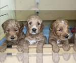Small Photo #5 Goldendoodle Puppy For Sale in BREA, CA, USA