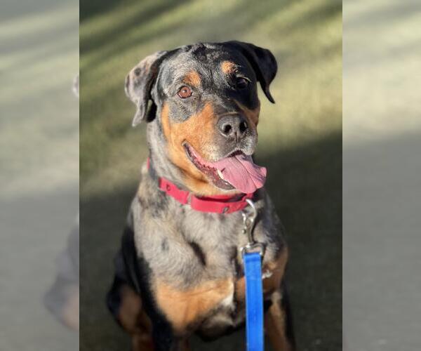 Medium Photo #1 Rottweiler-Unknown Mix Puppy For Sale in Las Vegas, NV, USA