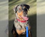 Small Rottweiler Mix