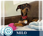 Small Dachshund Mix
