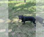 Small #2 American Pit Bull Terrier Mix