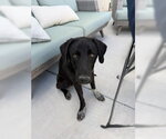Small #3 Labrador Retriever Mix