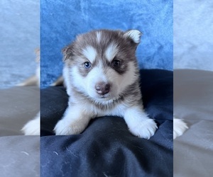 Alusky Puppy for Sale in GLEN BURNIE, Maryland USA