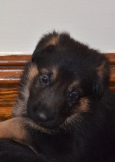 German Shepherd Dog Puppy for sale in ASHBY, MA, USA