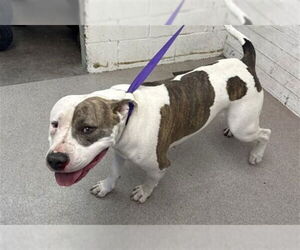 Mutt Dogs for adoption in San Bernardino, CA, USA