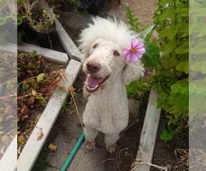Mother of the Goldendoodle puppies born on 02/28/2026