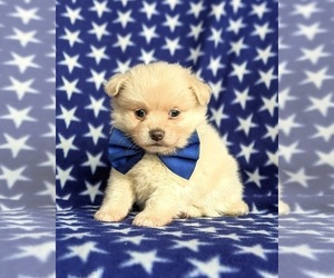 Pomeranian-Unknown Mix Puppy for sale in LINCOLN UNIV, PA, USA