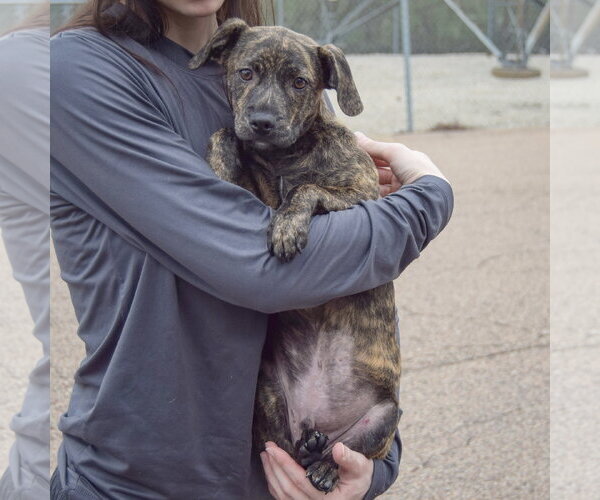 Medium Photo #4 Labrador Retriever-Unknown Mix Puppy For Sale in Huntley, IL, USA