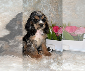 Cocker Spaniel Puppy for sale in HESPERIA, CA, USA