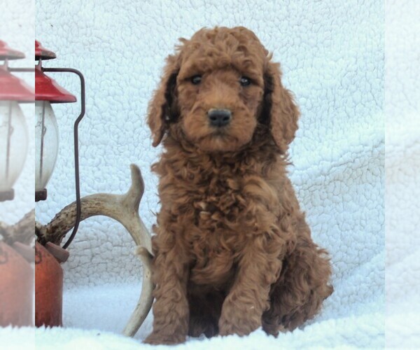 Medium Photo #1 Poodle (Standard) Puppy For Sale in EAST EARL, PA, USA