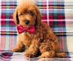 Small #2 Labradoodle