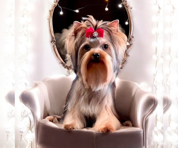 Medium Photo #3 Yorkshire Terrier Puppy For Sale in DRY PRONG, LA, USA