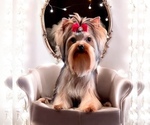 Small #2 Yorkshire Terrier