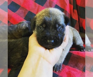 Mastiff Puppy for sale in ALDER, WA, USA