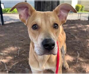 Mutt Dogs for adoption in Santa Rosa, CA, USA