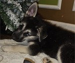 Puppy 3 German Shepherd Dog-Siberian Husky Mix