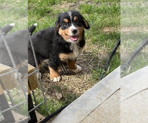 Bernese Mountain Dog Puppy for sale in PARAGON, IN, USA