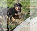 Small Photo #1 Bernese Mountain Dog Puppy For Sale in PARAGON, IN, USA