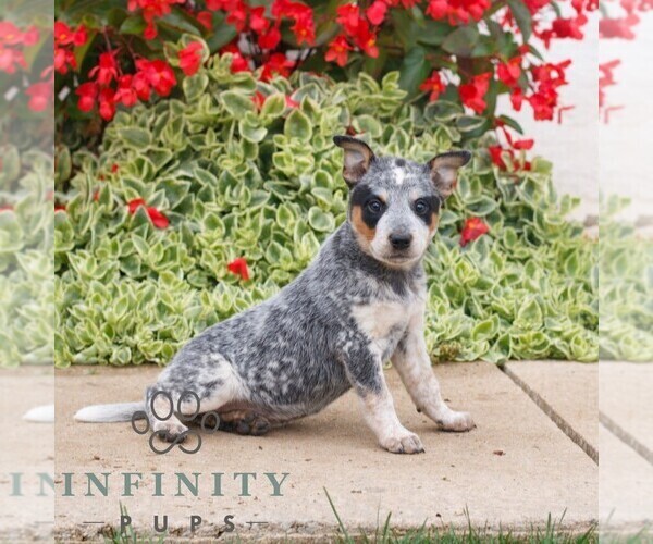 Medium Photo #3 Australian Cattle Dog Puppy For Sale in ATGLEN, PA, USA