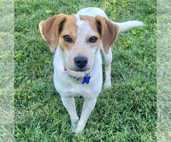 Medium Photo #1 Beagle-Unknown Mix Puppy For Sale in Batavia, OH, USA