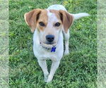 Small Beagle Mix