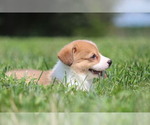 Small Photo #21 Pembroke Welsh Corgi Puppy For Sale in FORT MADISON, IA, USA