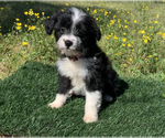 Puppy 1 Aussiedoodle Miniature 