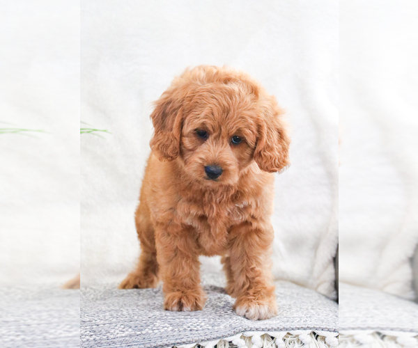 Medium Photo #10 Goldendoodle Puppy For Sale in SYRACUSE, IN, USA