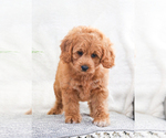 Small Photo #10 Goldendoodle Puppy For Sale in SYRACUSE, IN, USA