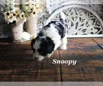 Small #10 Cavapoo