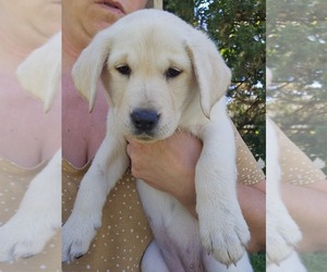 Labrador Retriever Puppy for sale in IOWA FALLS, IA, USA