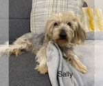Small Photo #1 Yorkshire Terrier Puppy For Sale in HILLSBORO, TX, USA