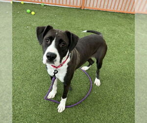 Mutt Dogs for adoption in Las Vegas, NV, USA