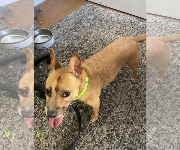 Medium Photo #1 Australian Shepherd-Unknown Mix Puppy For Sale in Tampa, FL, USA