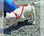 Small #2 Chihuahua Mix