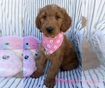 Puppy 7 Goldendoodle