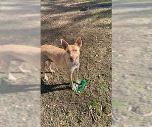 Carolina Dog-Unknown Mix Dogs for adoption in Monticello, MS, USA