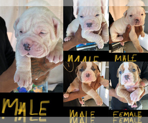 American Bully Puppy for sale in YOUNGSTOWN, OH, USA