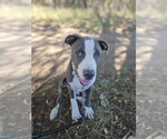 Monty - Male American Pit Bull Terrier Dog for Adoption - Small photo