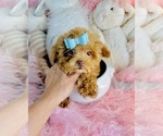 Hand delivery - Male Shiranian Puppy for Sale - Photo #6