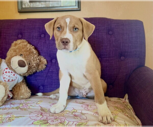 Medium Photo #1 Mutt Puppy For Sale in Rockaway, NJ, USA
