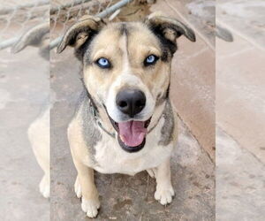 Reese - Female Siberian Husky-Unknown Mix Dog for Adoption - Photo #3