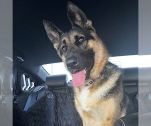 German Shepherd Dog Dogs for adoption in Millburn, NJ, USA
