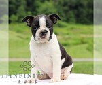 Small #3 Boston Terrier